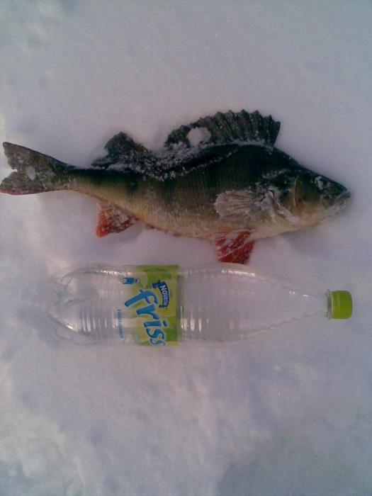 Tämän päivän peto, 1050g 42cm. Kuvassa 1,5l limonaadipullo. Suonenjoelta, eräästä lammesta nousi ja vastaavia noussut aikaisemminkin.