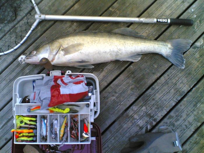 Porvoo Kuha paino 3,7kg, pituus 70cm.