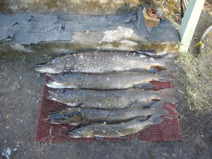 Muutama mötkylä, isoin vähän reilu 7kg, ja pari 3-4kg haukea.