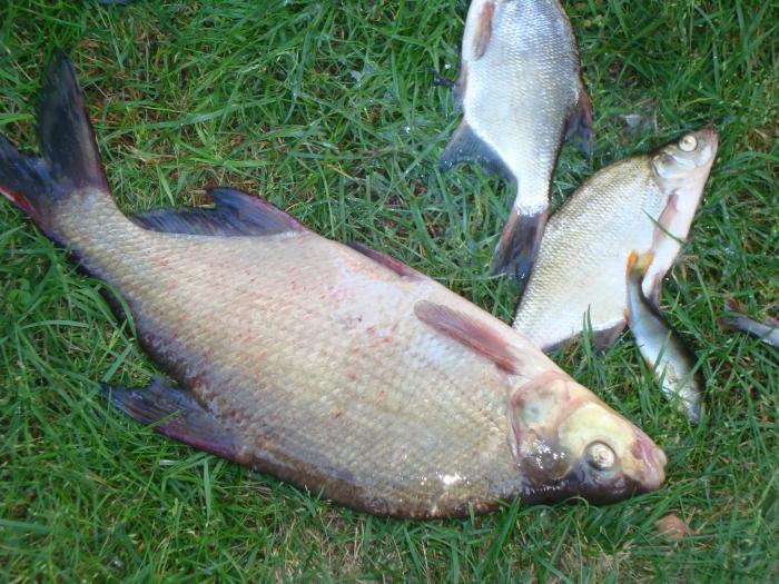 Kuva otettu viime kesänä. Sain noinkin ison lahnan Toiviaisjärvestä ongella. Paino 1,2kg.