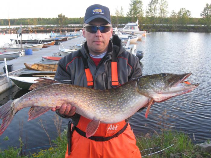 Ari Hilliaho 3/6 2011 Kalajoesta. Komea! Kymppikiloinen puraisi 15cm Nils Masteriin, auringon juuri laskettua.
