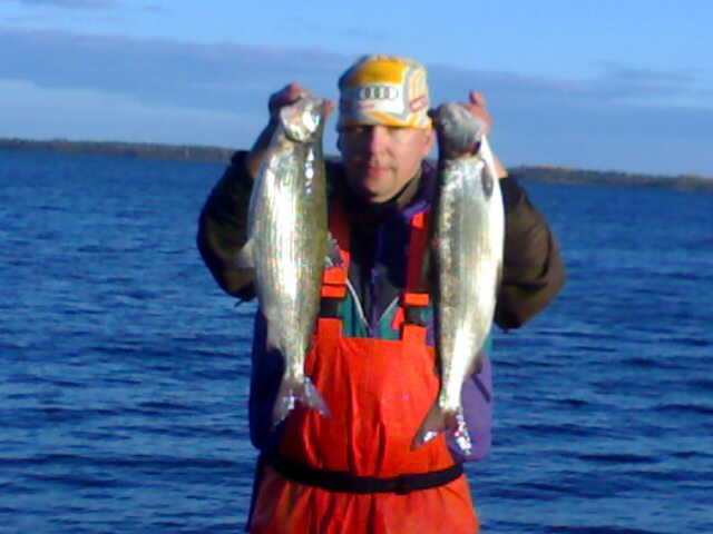 Syksy on tullut, ja siiat on komeita. Jonkun matkaa kolmatta kilosia. Lokakuun 2011 antia Kalajoen miehelle.