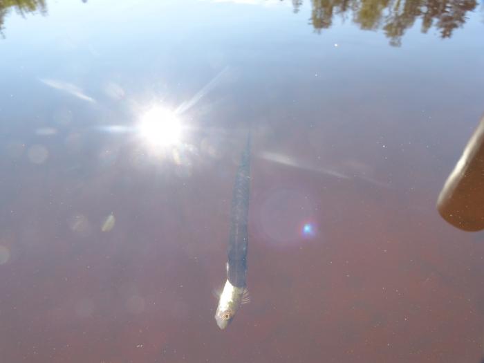 Puolisoni kalastaa ja kuvaa aktiivisesti ja kehotti minua lähettämään tämän vähän niinkuin vahingossa nappaamani kuvan eteenpäin toistenkin nähtäväksi.Tätä ei usein pääse näkemään ja kyseessä ei ole varsinaisesti kalansaalis, vaan kalan saalis!
Kuva on otettu 16.8.2012 Keiteleen rannalta Viitasaarella. Kuvan pikkuhauki , vajaa 15 cm, nousi aivan pintaan elävä pieni \" eväskala\" hampaissaan. Sain otetuksi useita kuvia tilanteesta, tässä niistä mielestäni paras. - Arja Pilvinen
