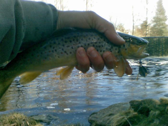 Seinäjoen kaunis taimen! Niemistö sai 3 toukokuuta 2013 Seinäjoen Törnävän koskesta n. 30cm taimenen. Taimen nappasi virran syövereistä omatekoiseen ELY -lippaan. Upea yksilö pääsi takaisin uiskentelemaan Seinäjoen rauhaisaan virtaan.