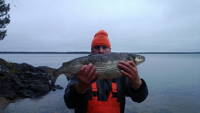 Nätti! Siika. 3040g  pituus 62cm Pyydystäjät Ari Hilliaho Kalajoelta ja Harri Heikkilä Oulaisista. Saantipäivä 10.10 2013