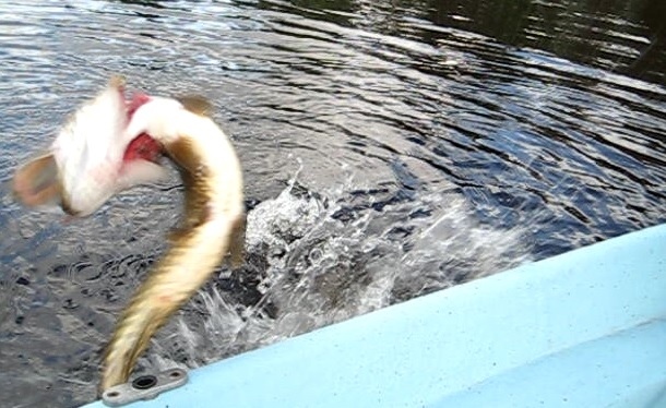 Kuusamossa tuli käytyä kalalla ja oli ne hauet vaan hurjana ;) Rublex-lippa (Koko 5) toimi vallan mainiosti paikallisille luupäille. Reissun aikana tuli 5 haukea, mutta kuvassa oleva painoi 2,10 kg. Kuva on otettu kännykällä.
13.06.2014 klo. 09:50
Suurijärvi, Kuusamo