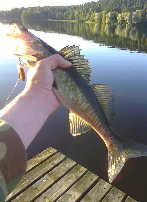 Kuha, 39 cm, Kallavesi/Savilahti. Isolla lipalla.